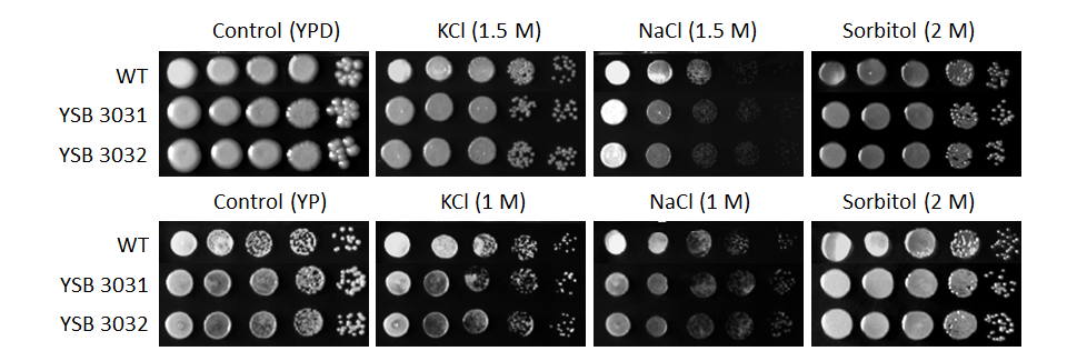 Osmotic stress phenotype for CNAG_02700T0