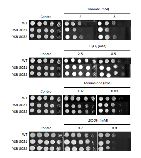 Oxidative stress phenotype for CNAG_02700T0
