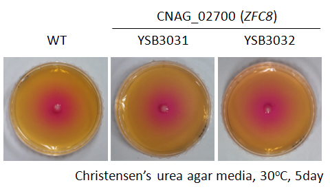 Urease phenotype for CNAG_02700T0