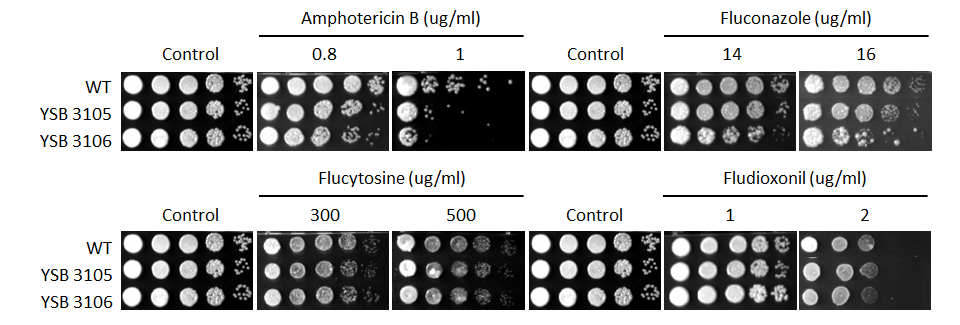Antifungal drug susceptibility for CNAG_02723T0