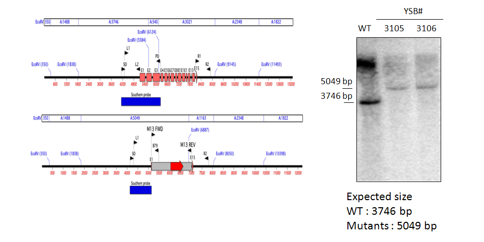 Gene disruption strategy for CNAG_02723T0