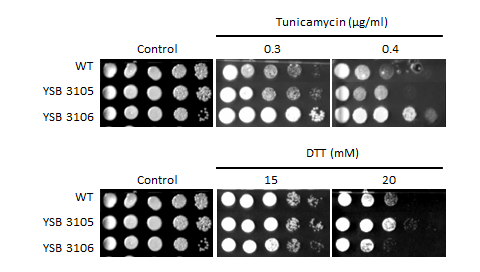 ER stress phenotype for CNAG_02723T0