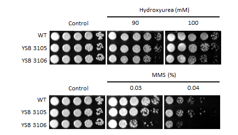 Genotoxic stress phenotype for CNAG_02723T0