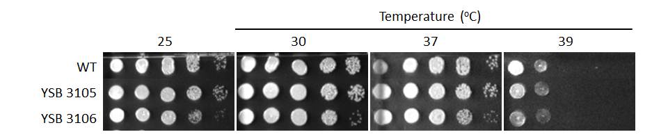 Growth phenotype for CNAG_02723T0