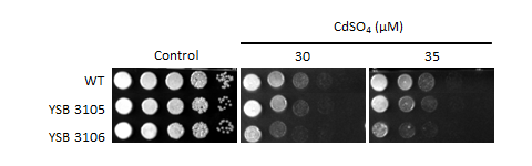 Heavy metal stress phenotype for CNAG_02723T0