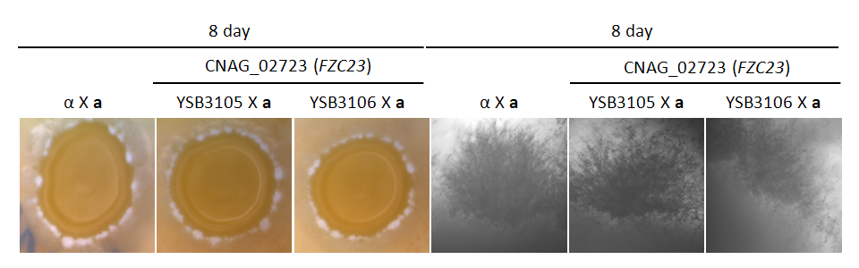 Mating phenotype for CNAG_02723T0