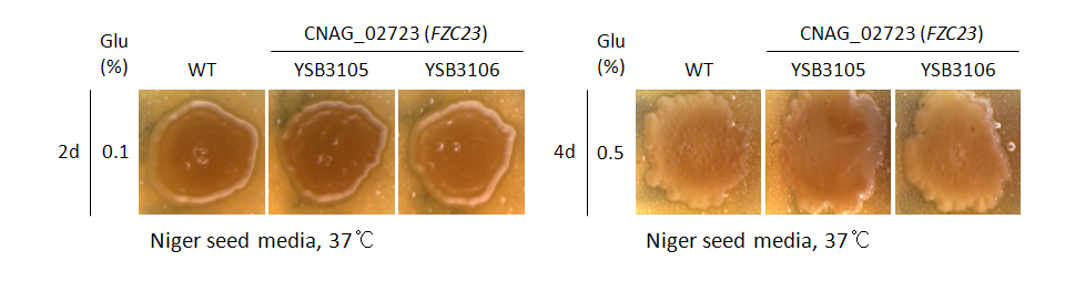 Melanin phenotype for CNAG_02723T0