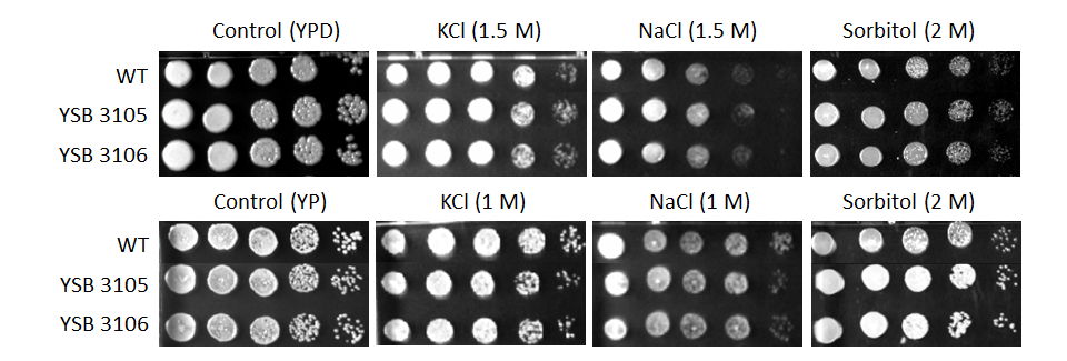 Osmotic stress phenotype for CNAG_02723T0