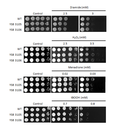 Oxidative stress phenotype for CNAG_02723T0