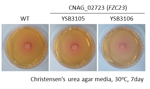Urease phenotype for CNAG_02723T0