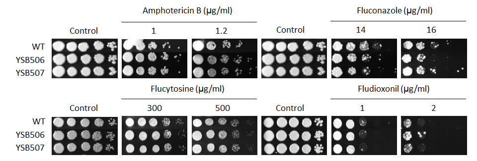 Antifungal drug susceptibility for CNAG_02774T0