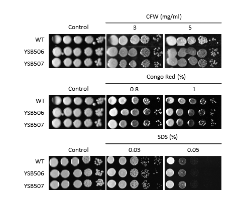 Cell wall stress phenotype for CNAG_02774T0