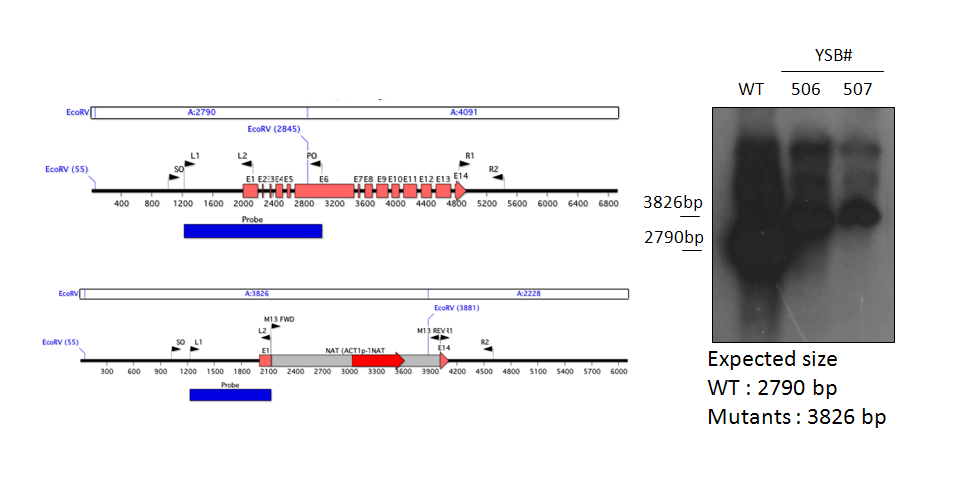 Gene disruption strategy for CNAG_02774T0