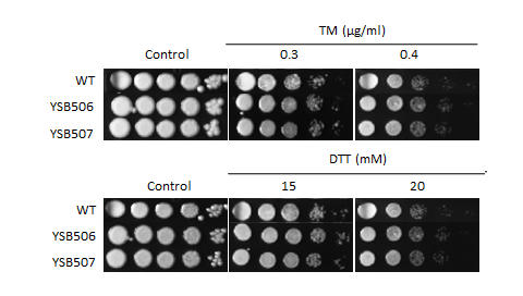 ER stress phenotype for CNAG_02774T0
