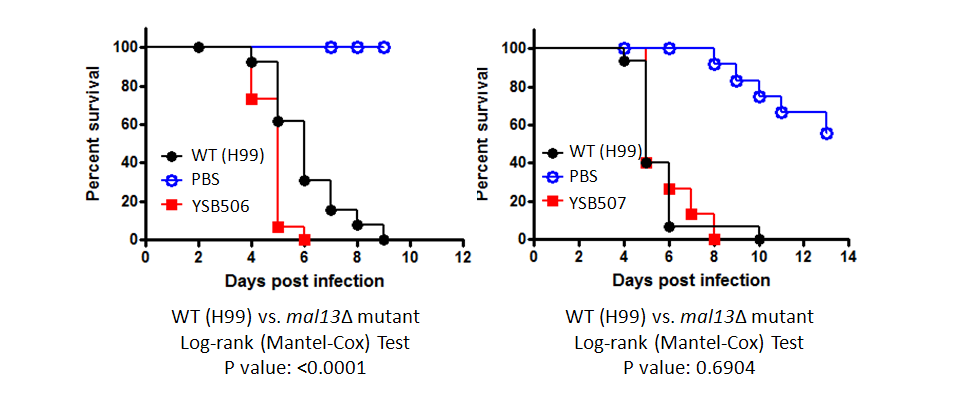 Galleria mellonella virulence data for CNAG_02774T0