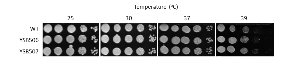 Growth phenotype for CNAG_02774T0
