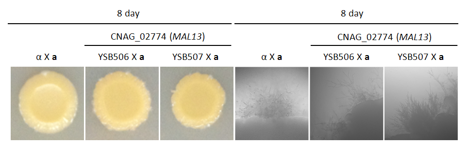 Mating phenotype for CNAG_02774T0