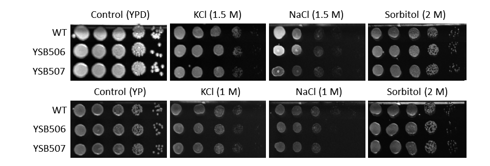 Osmotic stress phenotype for CNAG_02774T0