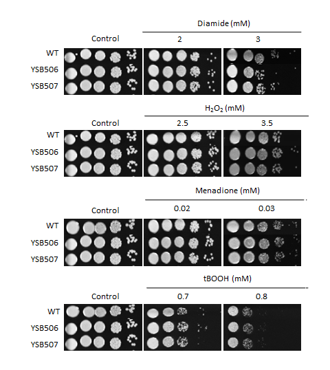 Oxidative stress phenotype for CNAG_02774T0