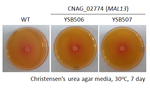 Urease phenotype for CNAG_02774T0