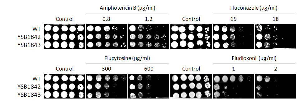 Antifungal drug susceptibility for CNAG_02877T0