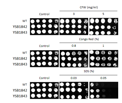 Cell wall stress phenotype for CNAG_02877T0