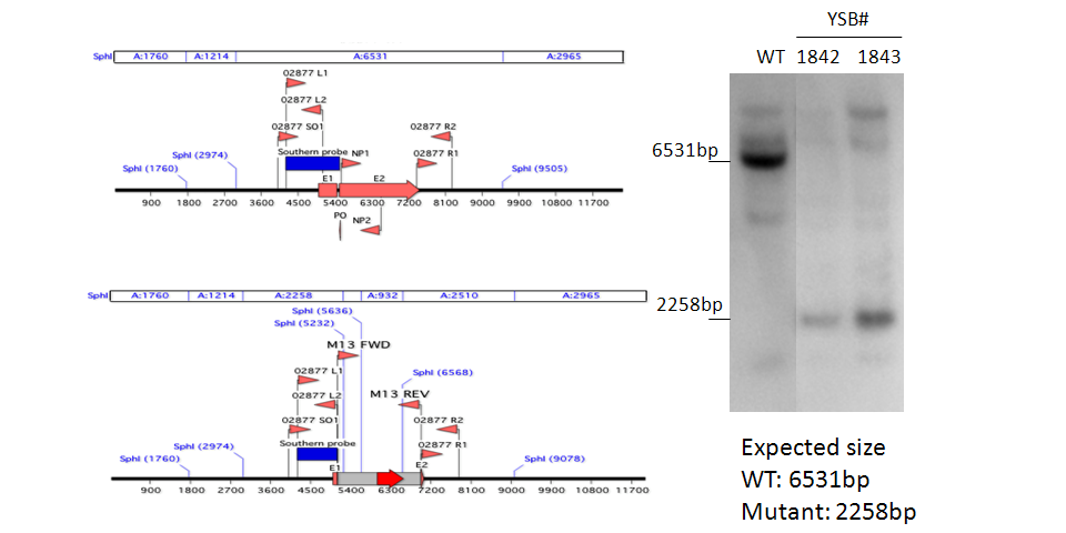 Gene disruption strategy for CNAG_02877T0