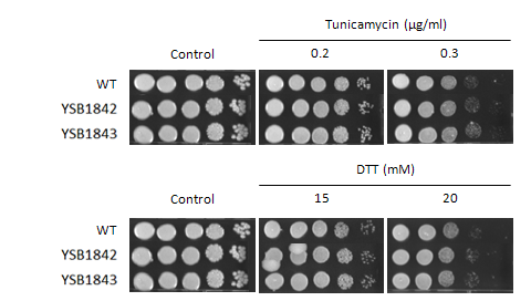 ER stress phenotype for CNAG_02877T0