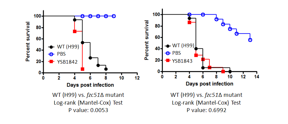 Galleria mellonella virulence data for CNAG_02877T0