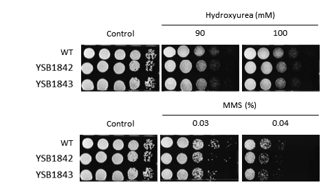 Genotoxic stress phenotype for CNAG_02877T0