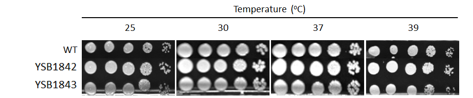 Growth phenotype for CNAG_02877T0