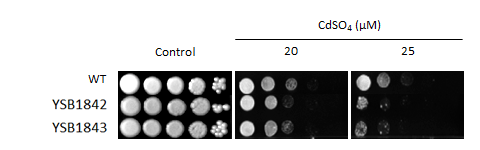 Heavy metal stress phenotype for CNAG_02877T0