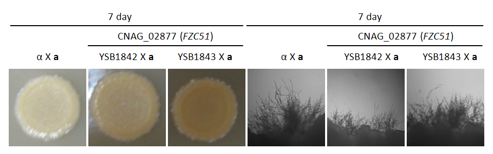 Mating phenotype for CNAG_02877T0