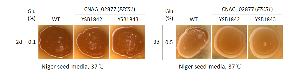 Melanin phenotype for CNAG_02877T0