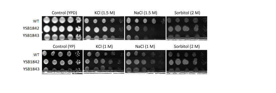 Osmotic stress phenotype for CNAG_02877T0