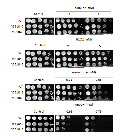 Oxidative stress phenotype for CNAG_02877T0