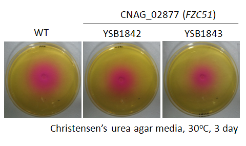 Urease phenotype for CNAG_02877T0