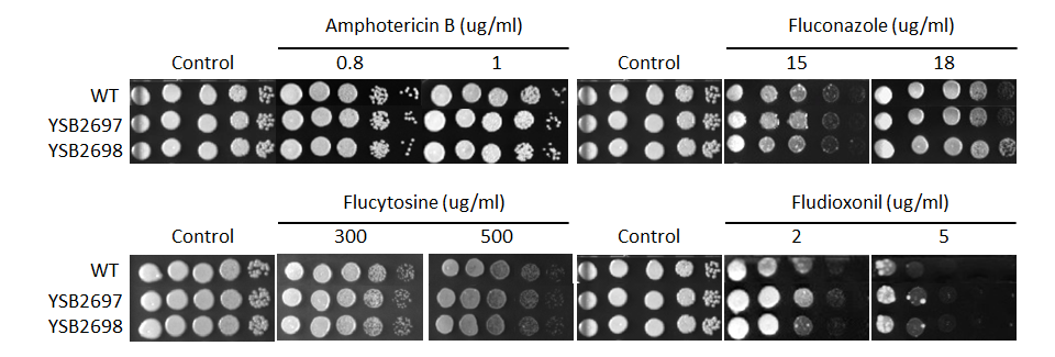 Antifungal drug susceptibility for CNAG_03018T0