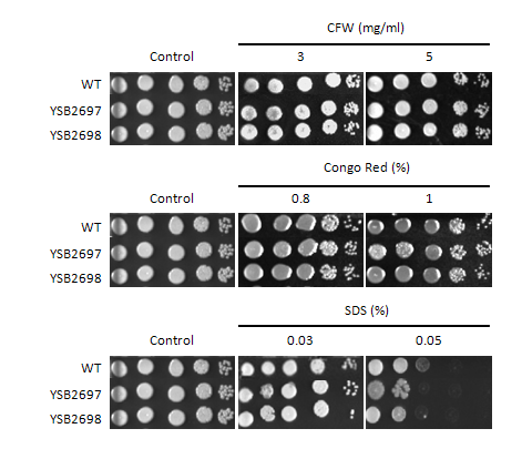 Cell wall stress phenotype for CNAG_03018T0