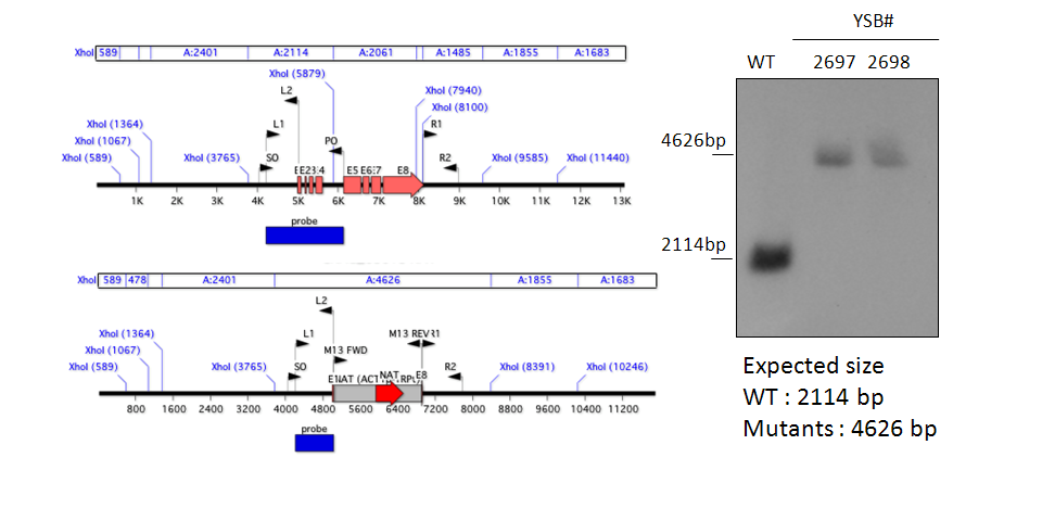 Gene disruption strategy for CNAG_03018T0