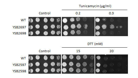 ER stress phenotype for CNAG_03018T0