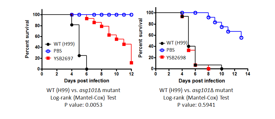 Galleria mellonella virulence data for CNAG_03018T0