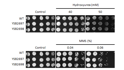 Genotoxic stress phenotype for CNAG_03018T0