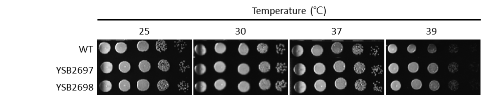 Growth phenotype for CNAG_03018T0