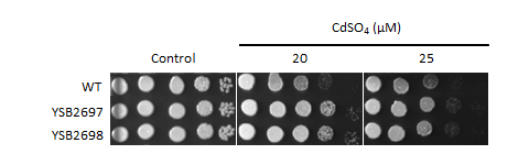 Heavy metal stress phenotype for CNAG_03018T0