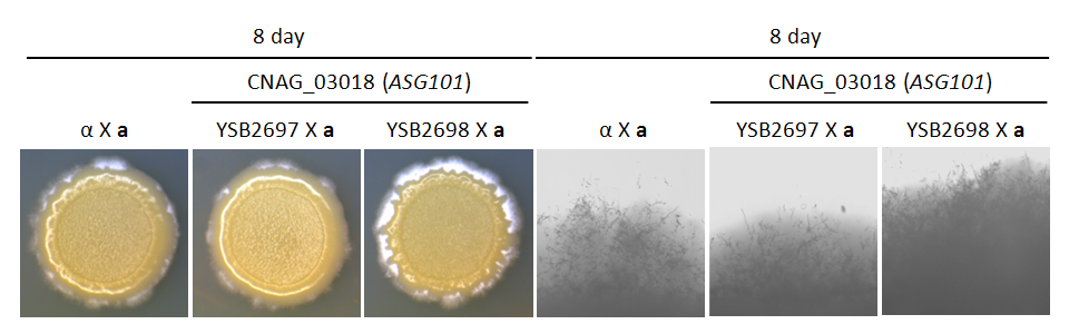 Mating phenotype for CNAG_03018T0