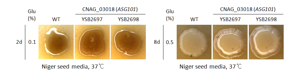 Melanin phenotype for CNAG_03018T0