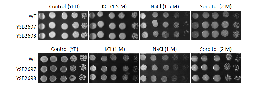 Osmotic stress phenotype for CNAG_03018T0
