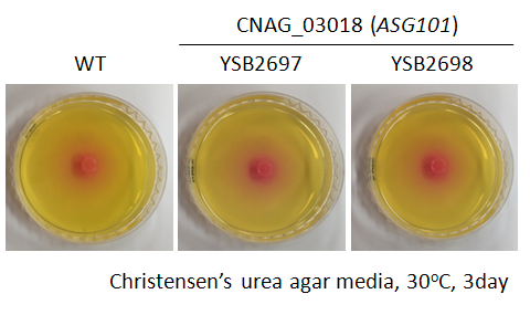 Urease phenotype for CNAG_03018T0