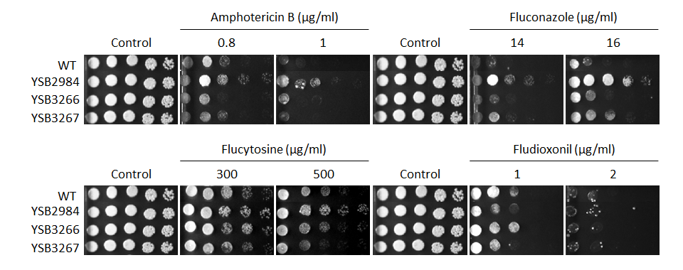 Antifungal drug susceptibility for CNAG_03059T0